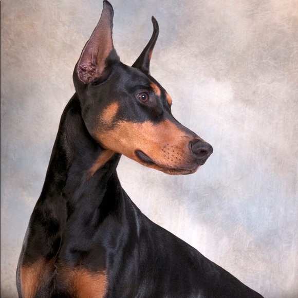 Meet your Posher, Alexandria - Picture 1 of 1